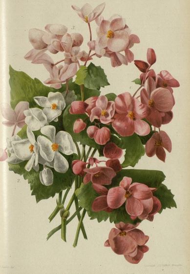 B. ‘Caledonia’